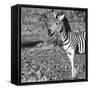 Awesome South Africa Collection Square - Portrait of Burchell's Zebra with Oxpecker B&W-Philippe Hugonnard-Framed Stretched Canvas