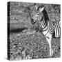 Awesome South Africa Collection Square - Portrait of Burchell's Zebra with Oxpecker B&W-Philippe Hugonnard-Stretched Canvas