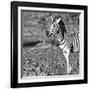 Awesome South Africa Collection Square - Portrait of Burchell's Zebra with Oxpecker B&W-Philippe Hugonnard-Framed Photographic Print