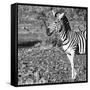 Awesome South Africa Collection Square - Portrait of Burchell's Zebra with Oxpecker B&W-Philippe Hugonnard-Framed Stretched Canvas