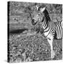 Awesome South Africa Collection Square - Portrait of Burchell's Zebra with Oxpecker B&W-Philippe Hugonnard-Stretched Canvas