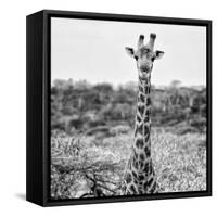 Awesome South Africa Collection Square - Portrait of Giraffe BW-Philippe Hugonnard-Framed Stretched Canvas