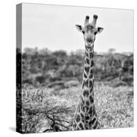 Awesome South Africa Collection Square - Portrait of Giraffe BW-Philippe Hugonnard-Stretched Canvas