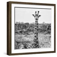 Awesome South Africa Collection Square - Portrait of Giraffe BW-Philippe Hugonnard-Framed Photographic Print