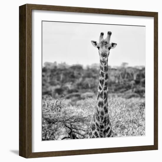 Awesome South Africa Collection Square - Portrait of Giraffe BW-Philippe Hugonnard-Framed Photographic Print