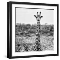 Awesome South Africa Collection Square - Portrait of Giraffe BW-Philippe Hugonnard-Framed Photographic Print