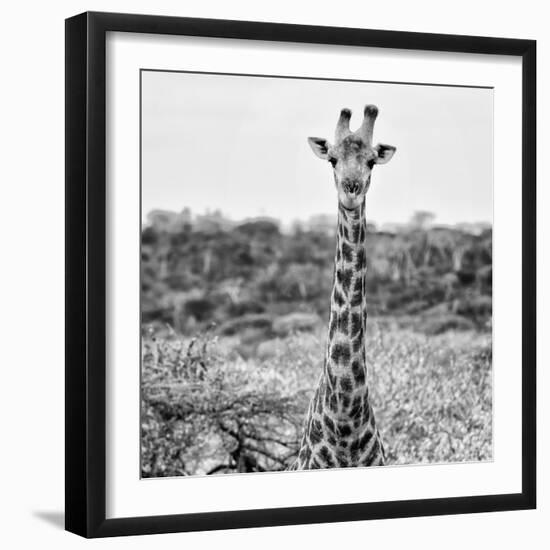 Awesome South Africa Collection Square - Portrait of Giraffe BW-Philippe Hugonnard-Framed Photographic Print