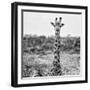 Awesome South Africa Collection Square - Portrait of Giraffe BW-Philippe Hugonnard-Framed Photographic Print