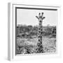 Awesome South Africa Collection Square - Portrait of Giraffe BW-Philippe Hugonnard-Framed Photographic Print