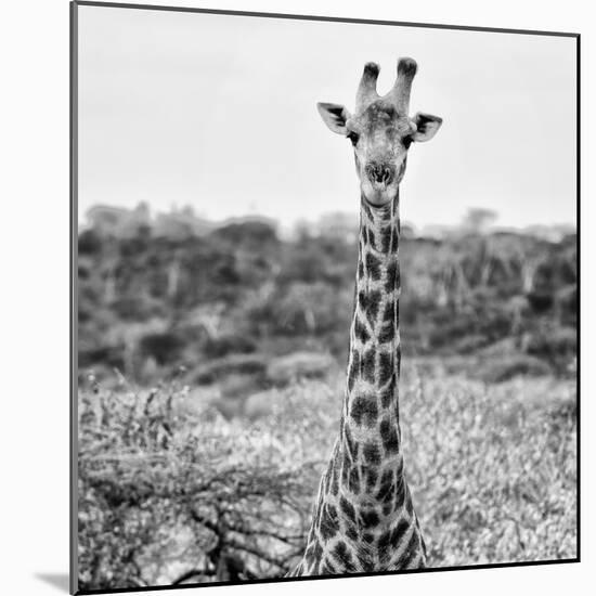 Awesome South Africa Collection Square - Portrait of Giraffe BW-Philippe Hugonnard-Mounted Photographic Print