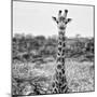 Awesome South Africa Collection Square - Portrait of Giraffe BW-Philippe Hugonnard-Mounted Photographic Print