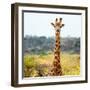 Awesome South Africa Collection Square - Portrait of Giraffe-Philippe Hugonnard-Framed Photographic Print