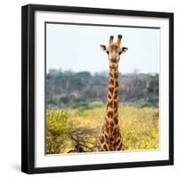 Awesome South Africa Collection Square - Portrait of Giraffe-Philippe Hugonnard-Framed Photographic Print