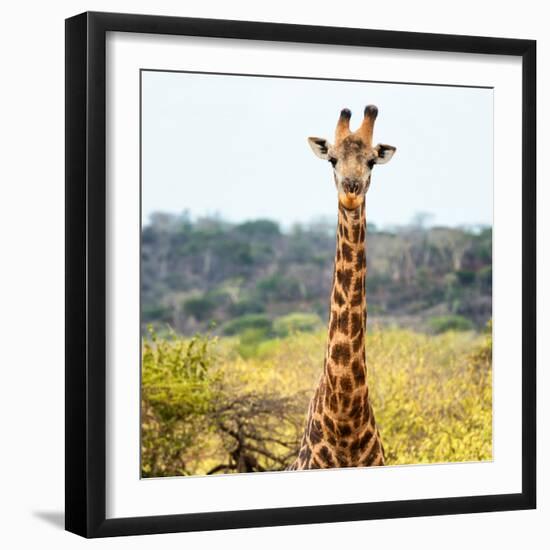 Awesome South Africa Collection Square - Portrait of Giraffe-Philippe Hugonnard-Framed Photographic Print