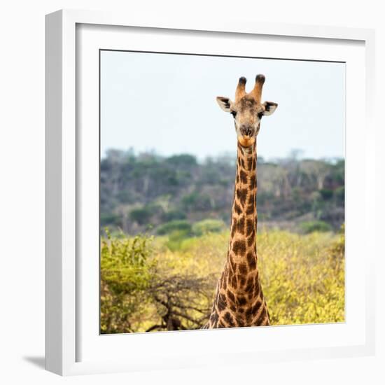 Awesome South Africa Collection Square - Portrait of Giraffe-Philippe Hugonnard-Framed Photographic Print