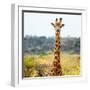 Awesome South Africa Collection Square - Portrait of Giraffe-Philippe Hugonnard-Framed Photographic Print