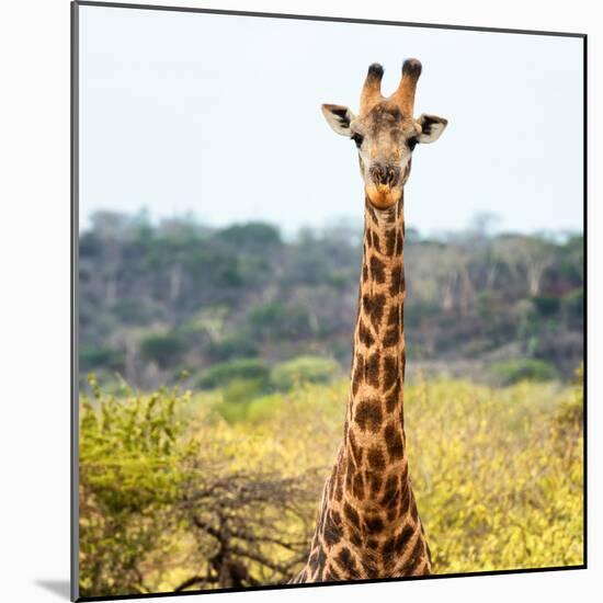 Awesome South Africa Collection Square - Portrait of Giraffe-Philippe Hugonnard-Mounted Photographic Print