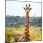 Awesome South Africa Collection Square - Portrait of Giraffe-Philippe Hugonnard-Mounted Photographic Print