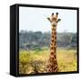 Awesome South Africa Collection Square - Portrait of Giraffe-Philippe Hugonnard-Framed Stretched Canvas