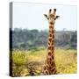 Awesome South Africa Collection Square - Portrait of Giraffe-Philippe Hugonnard-Stretched Canvas