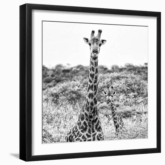 Awesome South Africa Collection Square - Portrait of Two Giraffes B&W-Philippe Hugonnard-Framed Photographic Print