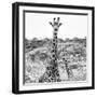 Awesome South Africa Collection Square - Portrait of Two Giraffes B&W-Philippe Hugonnard-Framed Photographic Print