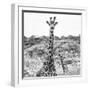 Awesome South Africa Collection Square - Portrait of Two Giraffes B&W-Philippe Hugonnard-Framed Photographic Print