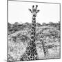 Awesome South Africa Collection Square - Portrait of Two Giraffes B&W-Philippe Hugonnard-Mounted Photographic Print