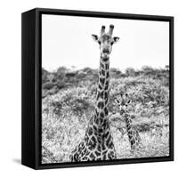 Awesome South Africa Collection Square - Portrait of Two Giraffes B&W-Philippe Hugonnard-Framed Stretched Canvas
