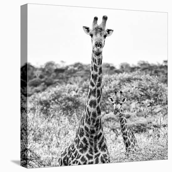 Awesome South Africa Collection Square - Portrait of Two Giraffes B&W-Philippe Hugonnard-Stretched Canvas