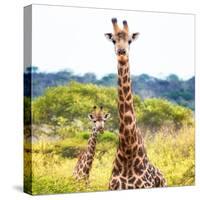 Awesome South Africa Collection Square - Portrait of Two Giraffes II-Philippe Hugonnard-Stretched Canvas