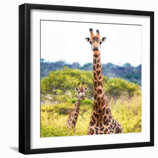 Awesome South Africa Collection Square - Portrait of Two Giraffes II-Philippe Hugonnard-Framed Photographic Print