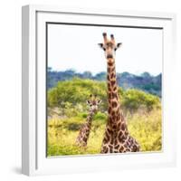 Awesome South Africa Collection Square - Portrait of Two Giraffes II-Philippe Hugonnard-Framed Photographic Print