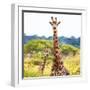 Awesome South Africa Collection Square - Portrait of Two Giraffes II-Philippe Hugonnard-Framed Photographic Print