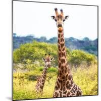 Awesome South Africa Collection Square - Portrait of Two Giraffes II-Philippe Hugonnard-Mounted Photographic Print