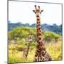 Awesome South Africa Collection Square - Portrait of Two Giraffes II-Philippe Hugonnard-Mounted Photographic Print