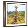 Awesome South Africa Collection Square - Portrait of Two Giraffes-Philippe Hugonnard-Framed Photographic Print