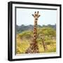 Awesome South Africa Collection Square - Portrait of Two Giraffes-Philippe Hugonnard-Framed Photographic Print