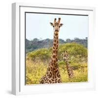 Awesome South Africa Collection Square - Portrait of Two Giraffes-Philippe Hugonnard-Framed Photographic Print
