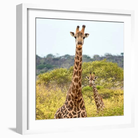 Awesome South Africa Collection Square - Portrait of Two Giraffes-Philippe Hugonnard-Framed Photographic Print