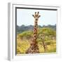 Awesome South Africa Collection Square - Portrait of Two Giraffes-Philippe Hugonnard-Framed Photographic Print