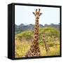 Awesome South Africa Collection Square - Portrait of Two Giraffes-Philippe Hugonnard-Framed Stretched Canvas