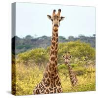 Awesome South Africa Collection Square - Portrait of Two Giraffes-Philippe Hugonnard-Stretched Canvas