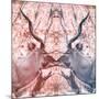 Awesome South Africa Collection Square - Reflection of Greater Kudu - Red & Dimgray-Philippe Hugonnard-Mounted Photographic Print