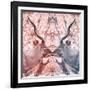 Awesome South Africa Collection Square - Reflection of Greater Kudu - Red & Dimgray-Philippe Hugonnard-Framed Photographic Print