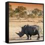 Awesome South Africa Collection Square - Rhinoceros in Savanna at Sunset-Philippe Hugonnard-Framed Stretched Canvas