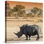 Awesome South Africa Collection Square - Rhinoceros in Savanna at Sunset-Philippe Hugonnard-Stretched Canvas