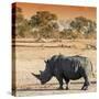 Awesome South Africa Collection Square - Rhinoceros in Savanna at Sunset-Philippe Hugonnard-Stretched Canvas