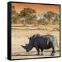 Awesome South Africa Collection Square - Rhinoceros in Savanna at Sunset-Philippe Hugonnard-Framed Stretched Canvas
