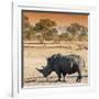 Awesome South Africa Collection Square - Rhinoceros in Savanna at Sunset-Philippe Hugonnard-Framed Photographic Print